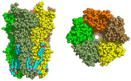 Représentation dans l’espace du récepteur nicotinique. © Institut Pasteur